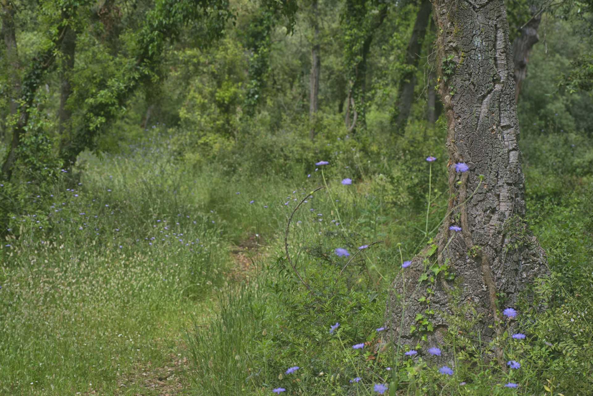 Il mondo della vedovina selvatica